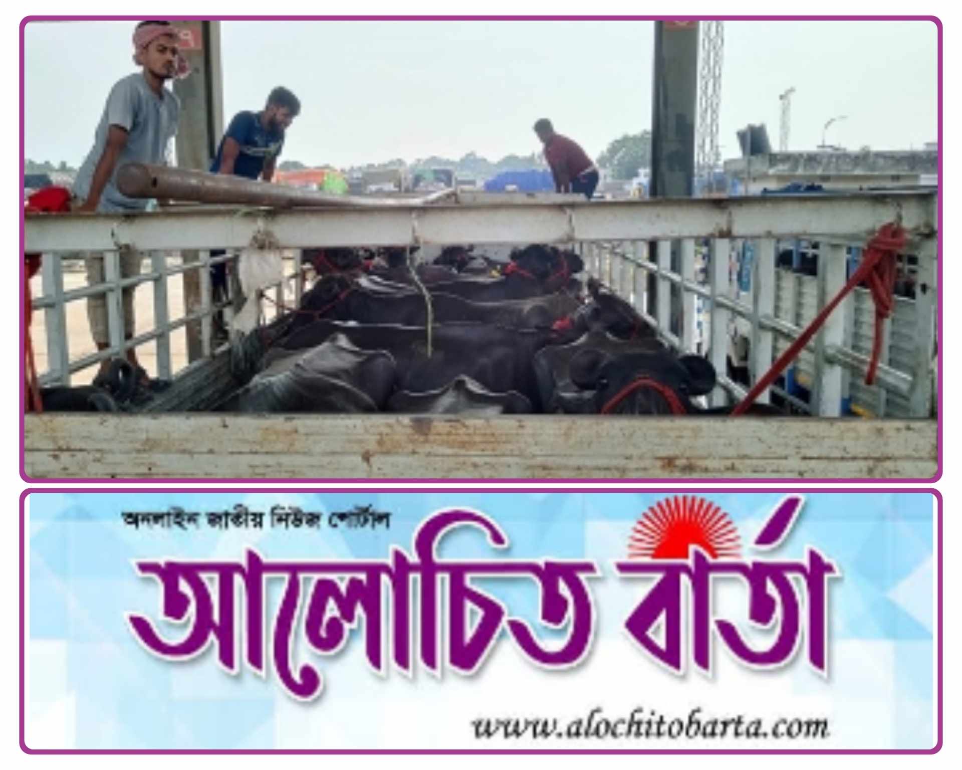 শুল্ক ছাড়াই ভারত থেকে আমদানী করা হলো বাছরসহ ৯৫ টি মহিষ।