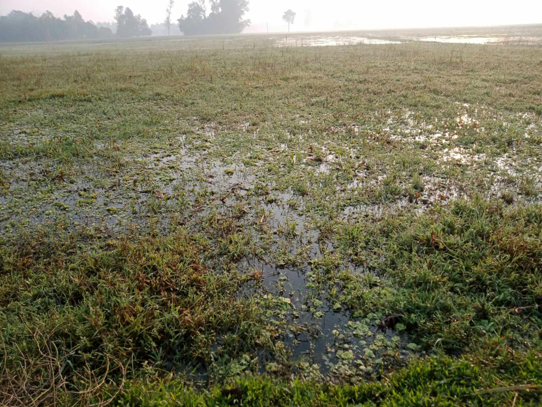 অপরিকল্পিত পুকুর খননে শত শত একর জমি জলাবদ্ধতা