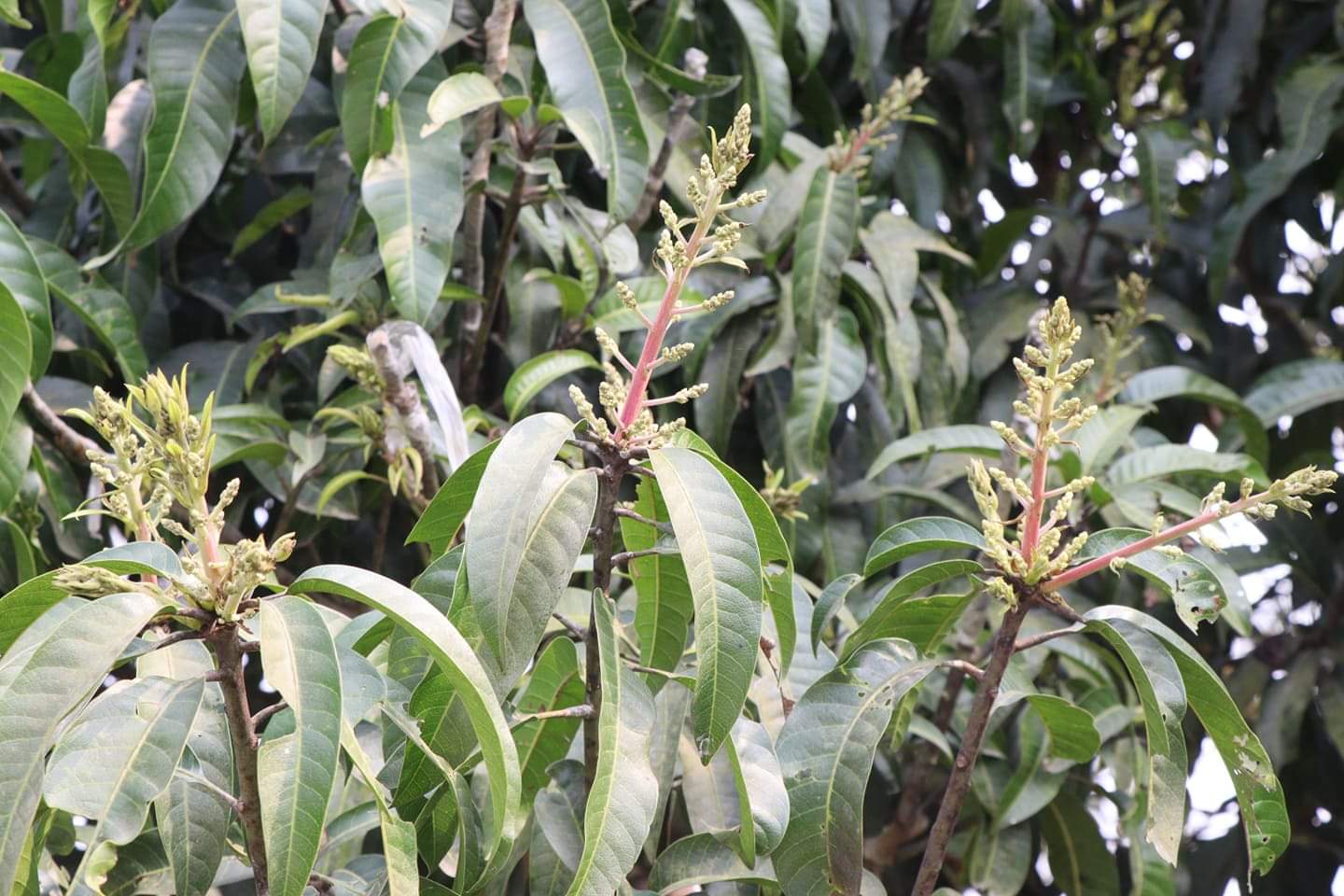 বাঘায় আমের স্বর্ণালী মুকুলের সুগন্ধ শুরু