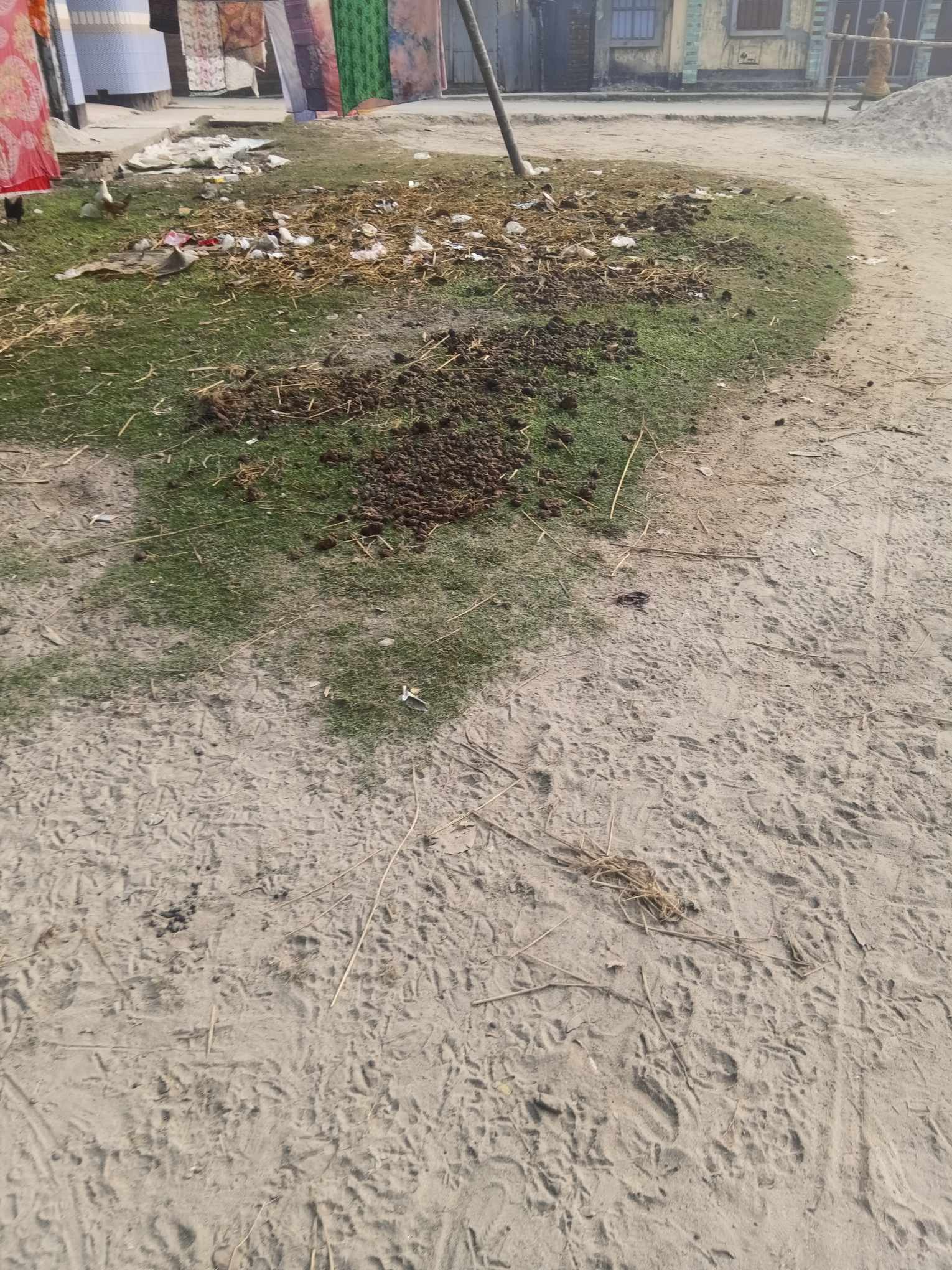 বদরগঞ্জে শিশুদের খেলার মাঠে গোবর ফেলে স্বাস্থ্যঝুঁকি, এলাকাবাসীর ক্ষোভ