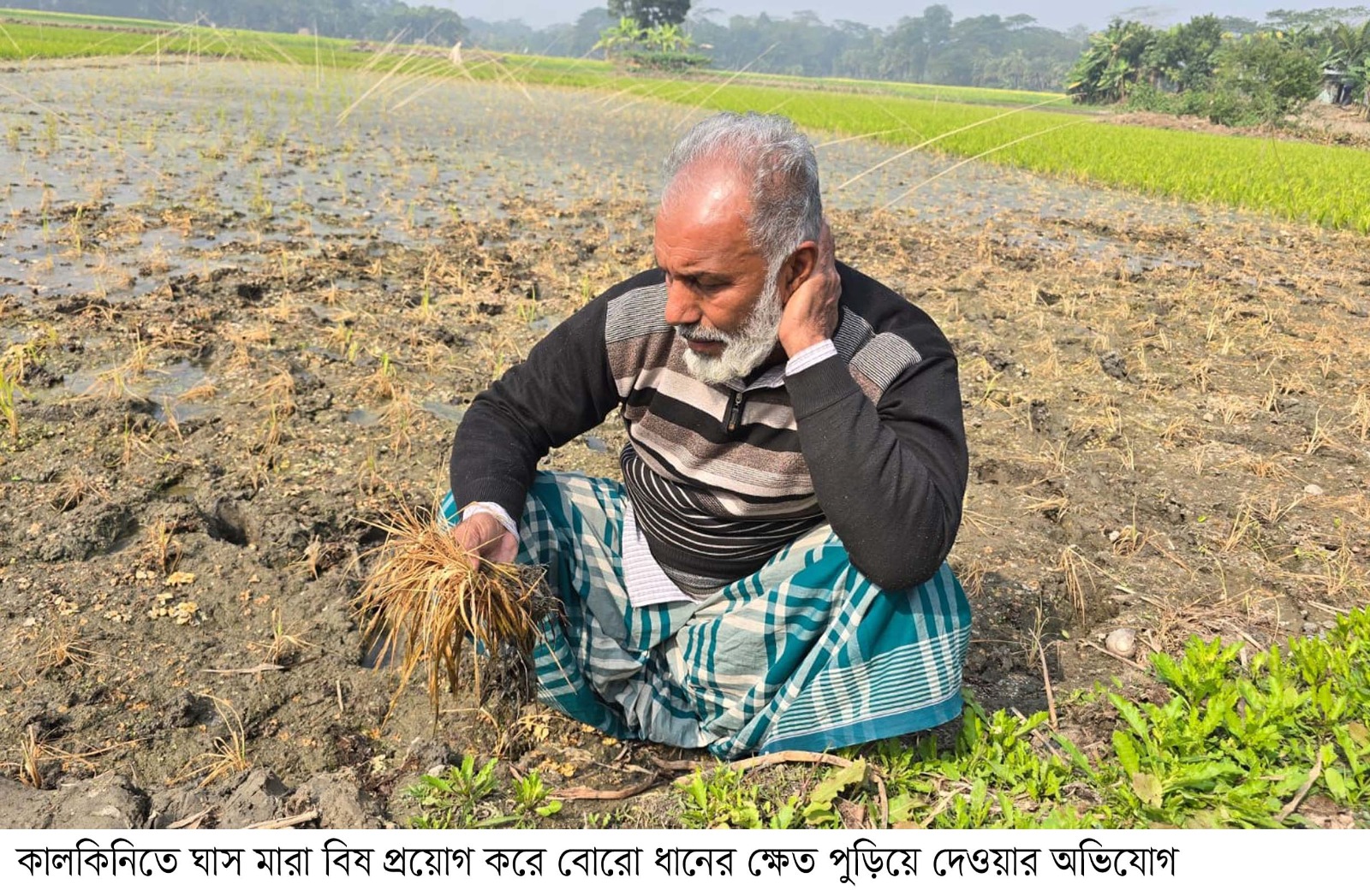 কালকিনিতে ধানের সাথে এ কেমন শত্রুতা !