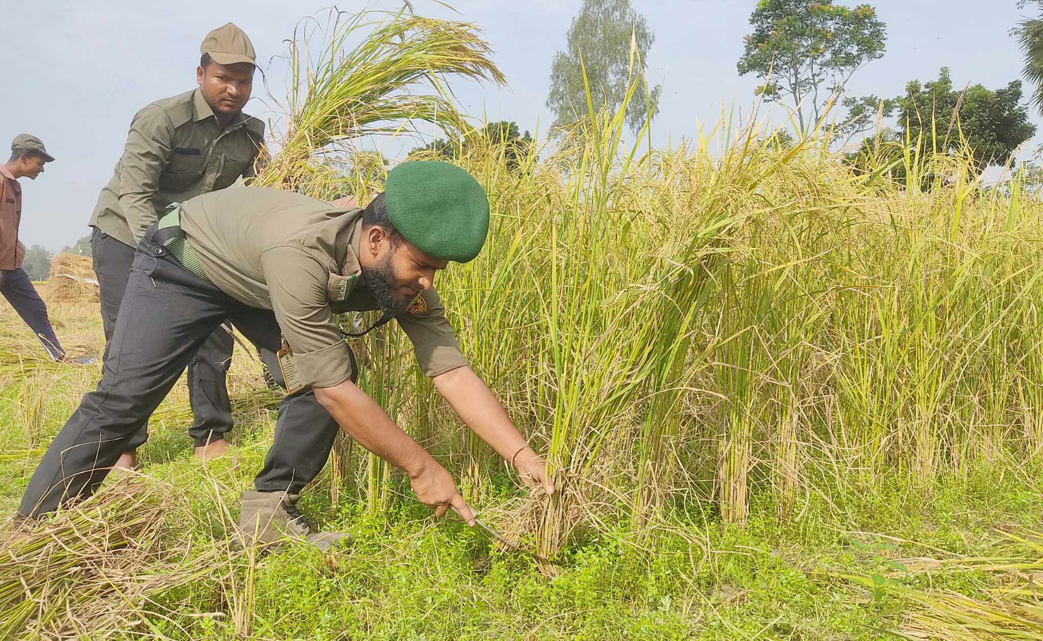 অসহায় কৃষকের ধান কেটে দিলেন আনসার সদস্যরা