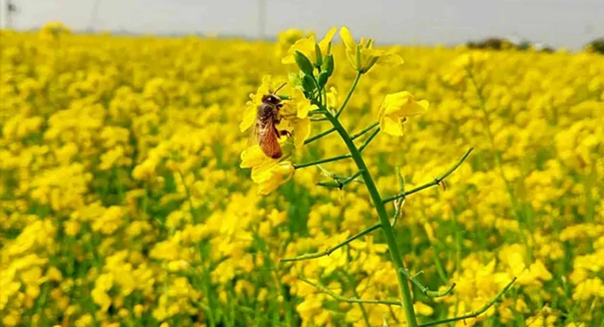 প্রকৃতি মেতেছে হলুদ বরণে