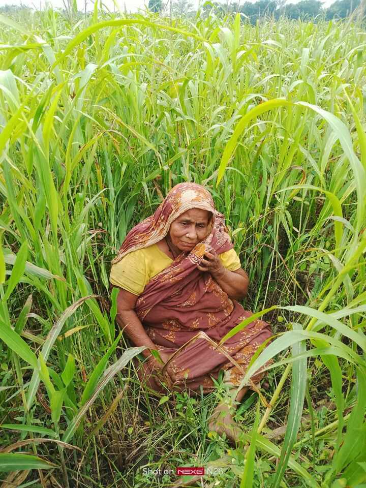 ভুয়া কটনামায় বিএনপি নেতার জমি দখলের অভিযোগ