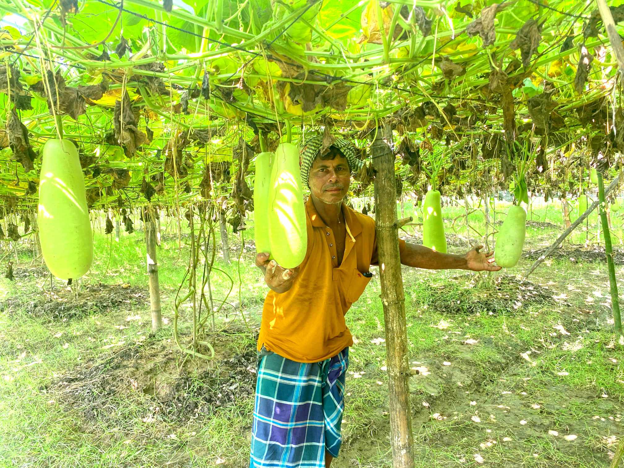 কমলগঞ্জে লাউ চাষে সফল ‘মজিদ বক্স’