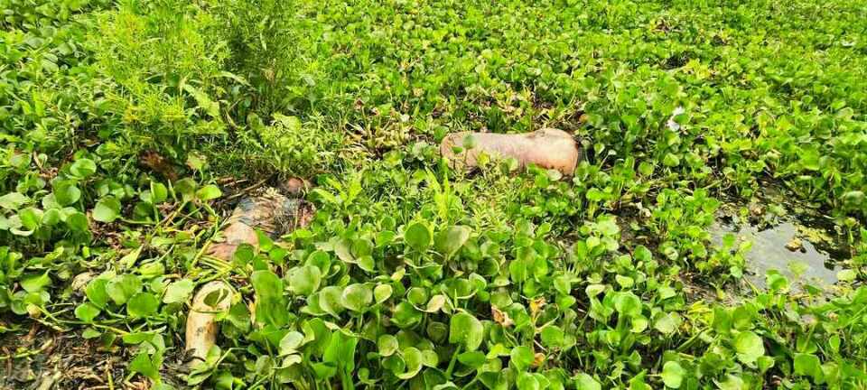 রায়গঞ্জে চাচা-ভাতিজার মরদেহ উদ্ধার।